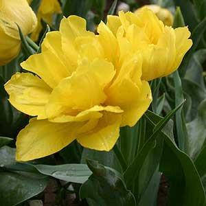

Тюльпан Monte Peony (луковицы) 3 шт