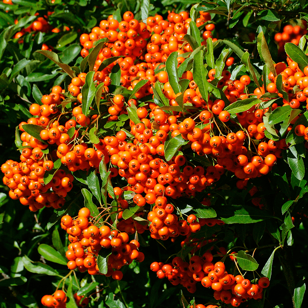 

Пираканта Оранж Глоу "Orange Glow"