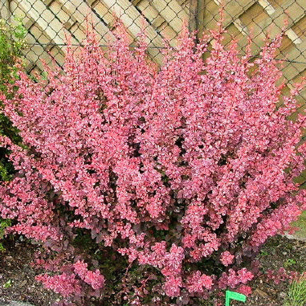 

Барбарис тунберга Pink Queen 0,5 л