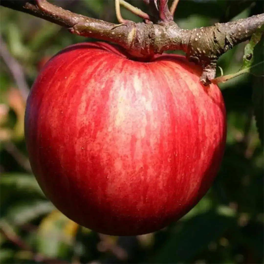 

Яблоня "ПИРОС" 2-летняя / Саженцы / Летний сорт