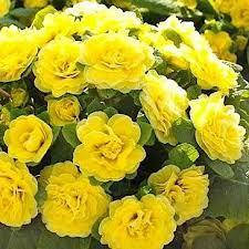 

Примула Баттеркап Еллоу (Buttercup Yellow)