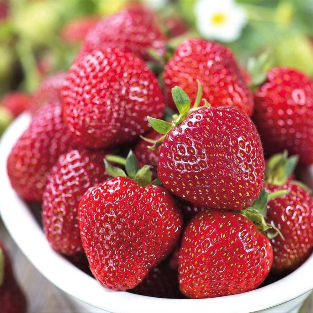 

Саженцы клубники (рассада) Сильвия (Silvia) - поздняя, транспортабельная, сочная