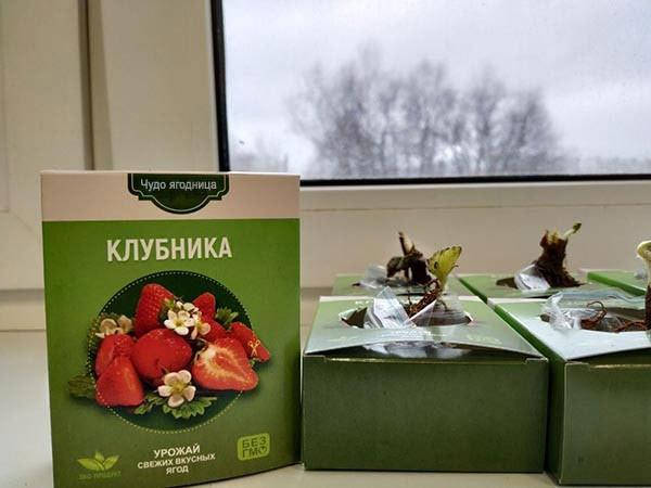 

Клубника на подоконнике, Чудо-ягодница. Клубника Сказочный сбор.