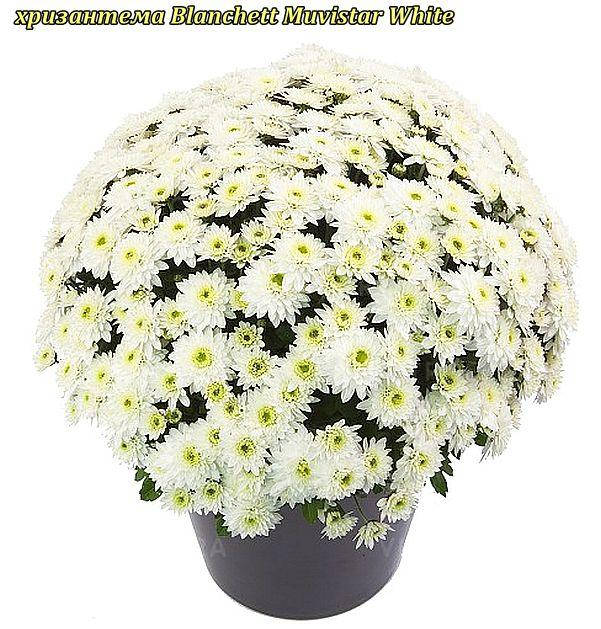 

Хризантема Blanchett White (Бланшетт Вайт). Мультифлора рассада