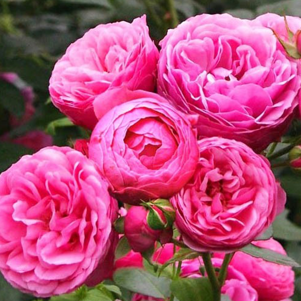 

Саженцы роз «Помпонелла» (флорибунда) ЗКС