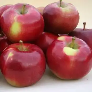 

Яблоня Энтерпрайз Двухлетняя