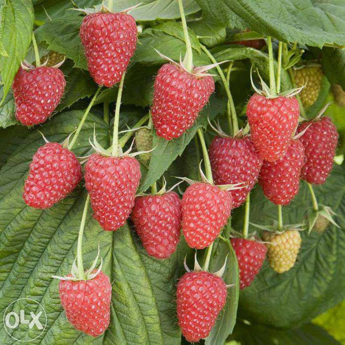 

Саженцы малины Полка