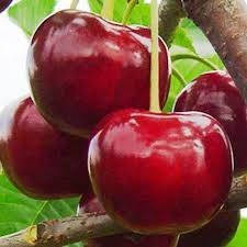 

Саджанці черешні Гігант Ред (Giant Red)