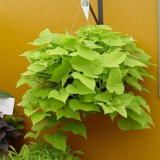 

Ипомея "Sidekick Lime" в горшке 0.25л