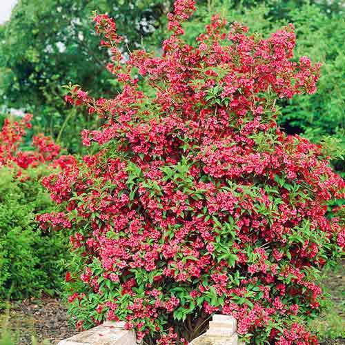 

Вейгела Ред Принц