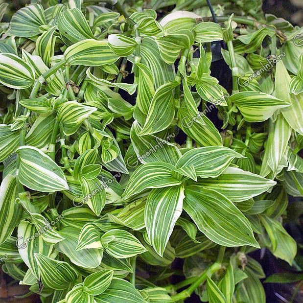 

Традесканция белая альбовитата, Tradescantia albiflora Albovittata, Белый