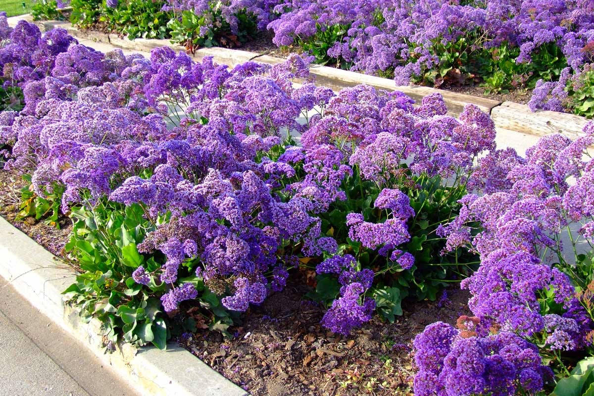 

Лимоніум широколистний