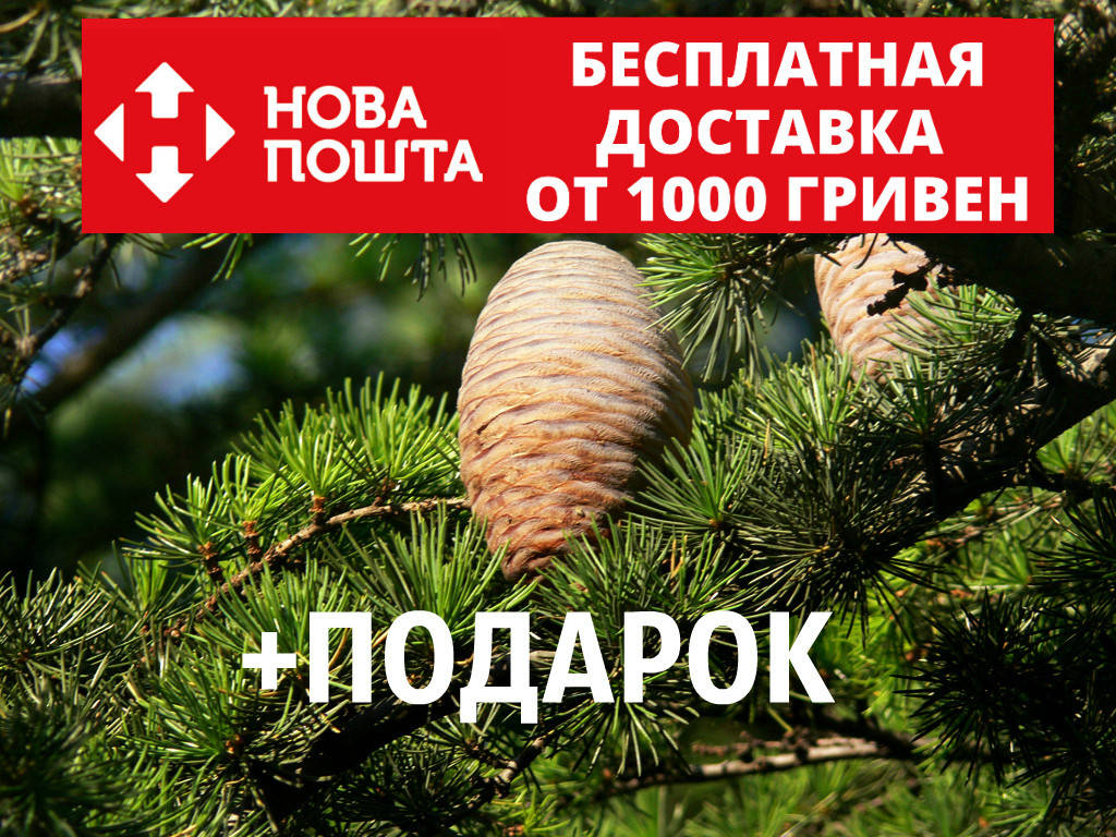 

Кедр ливанский семена 20 шт (Cedrus libani) для саженцев + инструкция + подарок