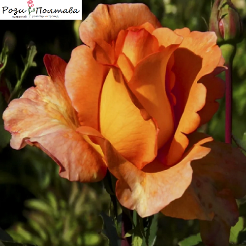 

Луи де Фюнес (Louis de Funes)