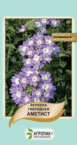 

Семена Вербена гибридная низкорослая Аметист 0,1 г W.Legutko 5046, Голубой
