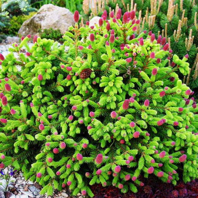 

Ель обыкновенная Пуш / С2 / h 25-35 / Picea abies Pusch