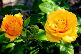 

Саджанці рози Керіо