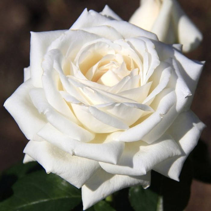 

Ломоносов (Pierre Arditi)