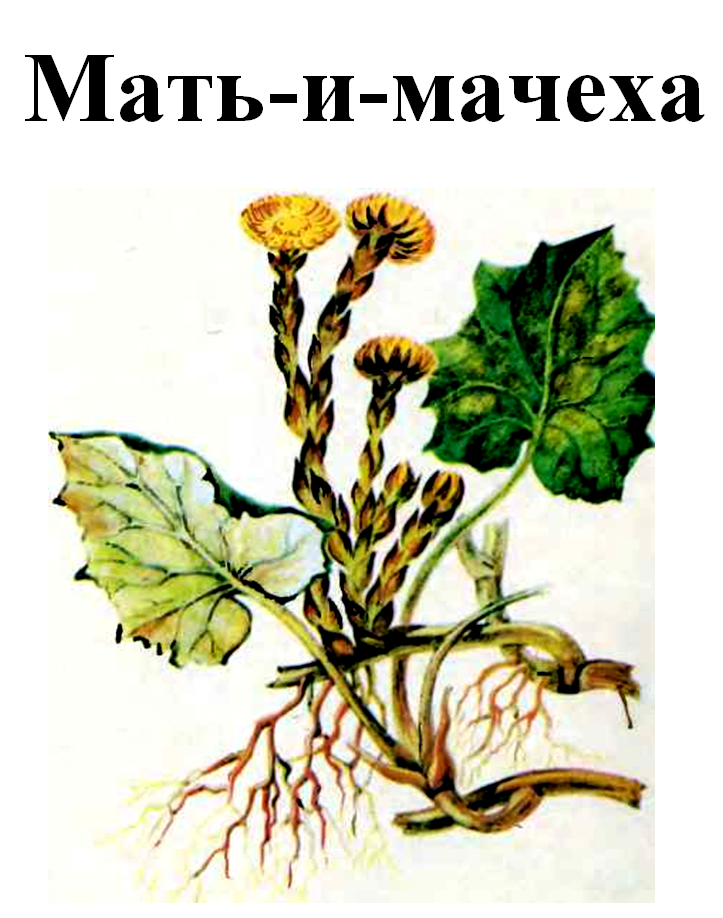 

Мать-и-мачеха, 30 грамм