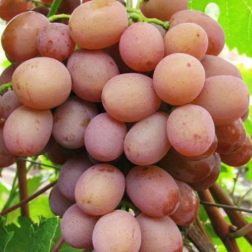 

Виноград Хамелеон (черенки)