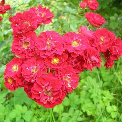 

Роза Rote The Fairy (саженцы)