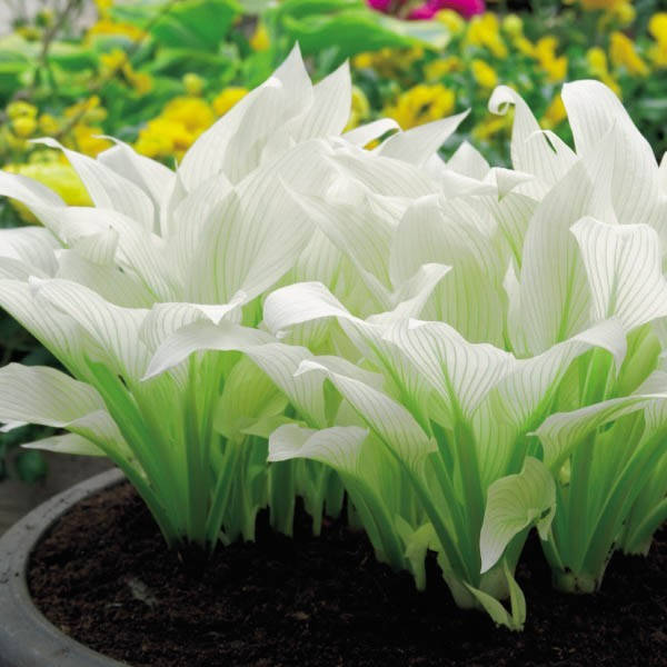 

Хоста White Feather (Уайт Фёзе) контейнер