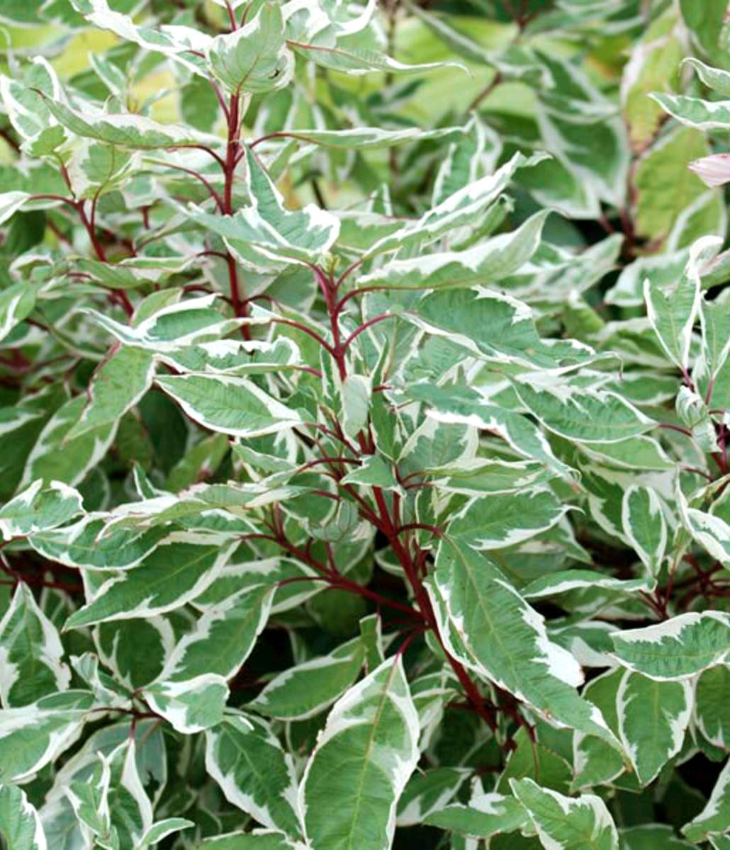 

Дерен белый Айвори Хало \ Cornus alba 'Ivory Halo' ( саженцы С2л )