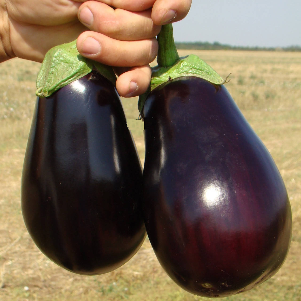 

Галине F1 10 шт семена баклажан Clause Франция