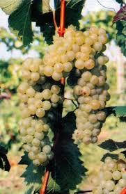 

Виноград СУХОЛИМАНСКИЙ белый (саженец привитой)