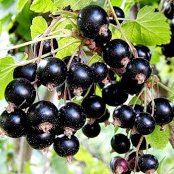 

Саженцы смородины Вернисаж 1 летние