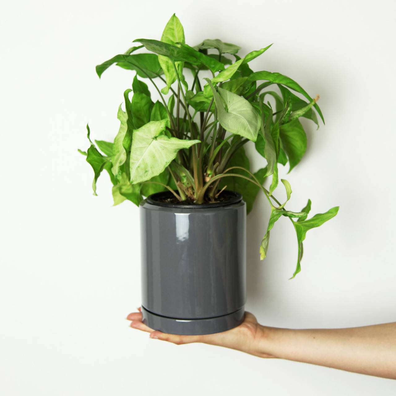 

Горшок керамический для цветов "Цикорий" 1.5л Rezon Серый Р276