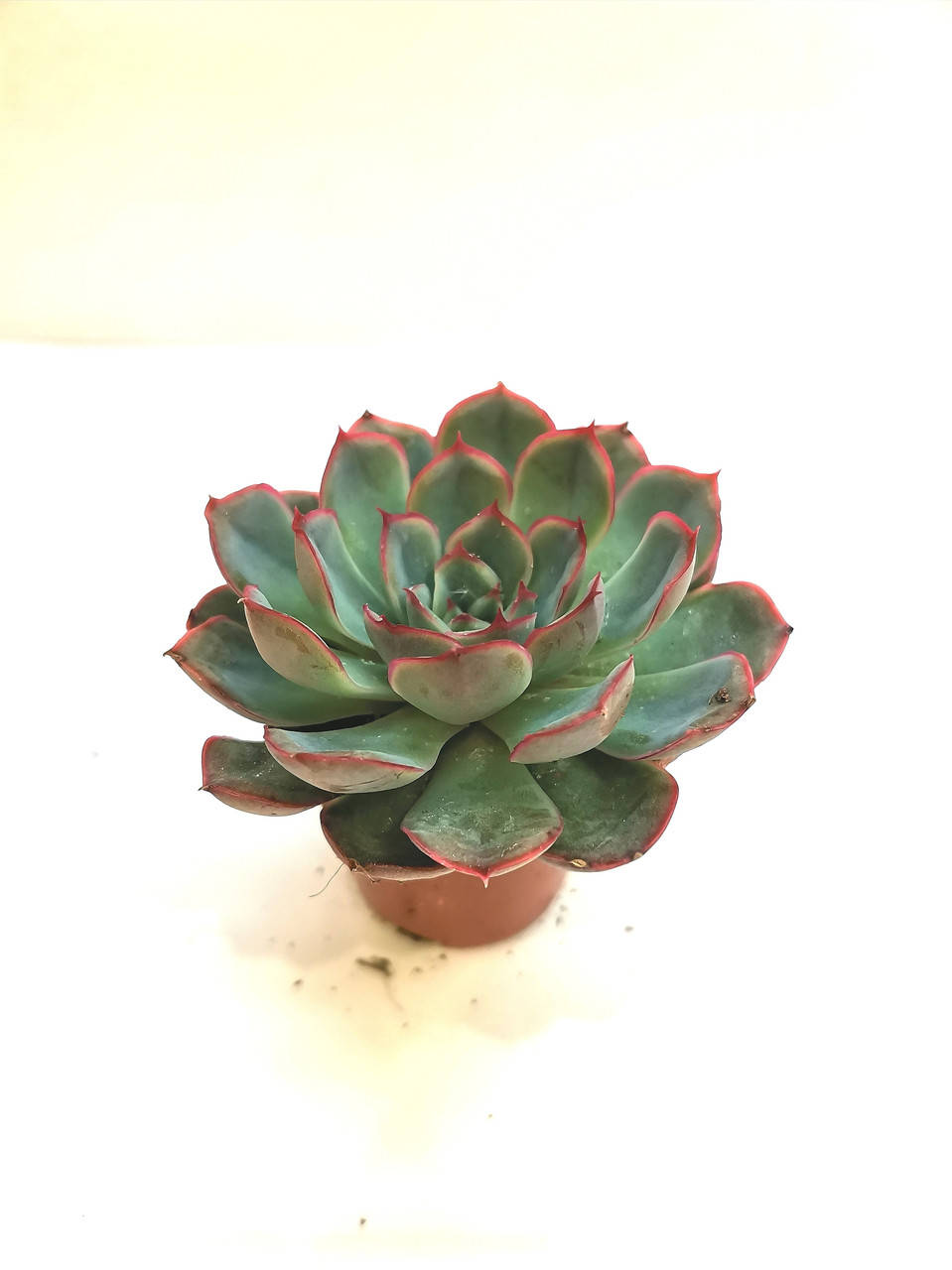 

Ехеверия Echeveria hercules Суккулент Комнатное растение