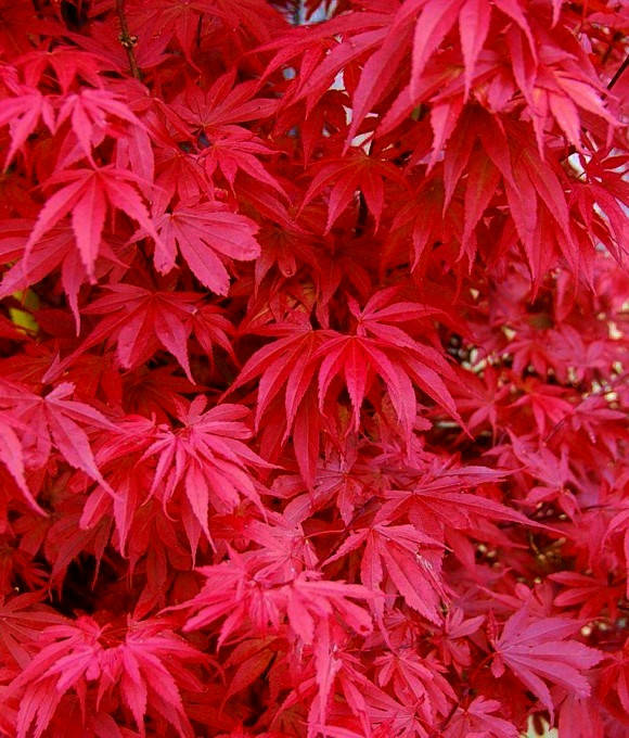

Клен пальмолистный Скитерс Бум \ Acer palmatum 'Skeeter's Broom' ( саженцы 2 года )