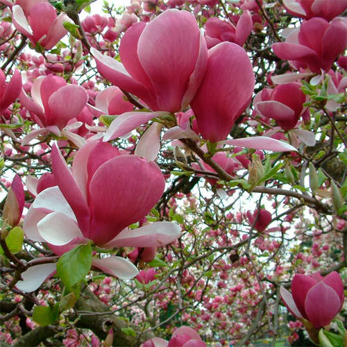 

МАГНОЛИЯ СУЛАНЖА