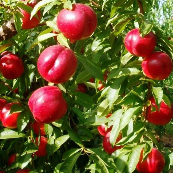 

Саженцы колоновидного нектарина «Фантазия»