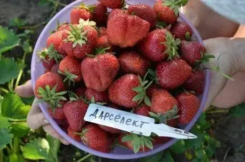 

Клубника "ДАРСЕЛЕКТ" (ОКС) / ранний десертный сорт