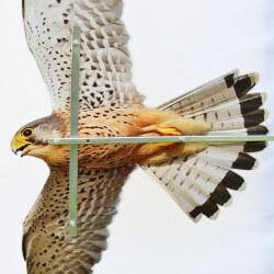 

Отпугиватель Хищник-3 Страж-Эко