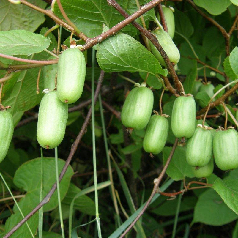 

Актинидия аргутта Иссаи (самоплодная), Actinidia arguta Issai
