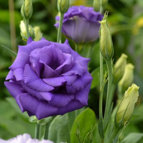 

Семена Эустома АВС F1 Синяя 50 семян Pan-american seeds, Синий