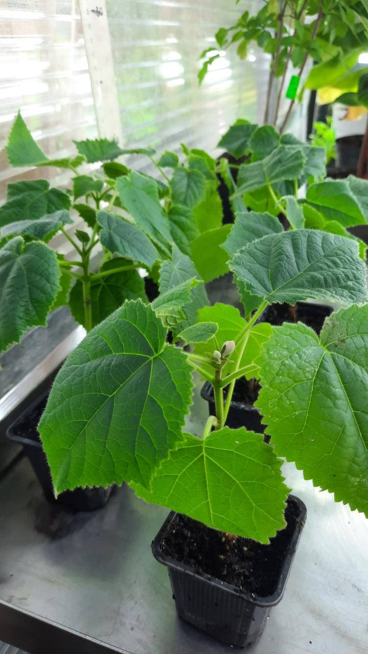 

Саженцы Павловния (Paulownia), саджанці Павловнія, ЗКС