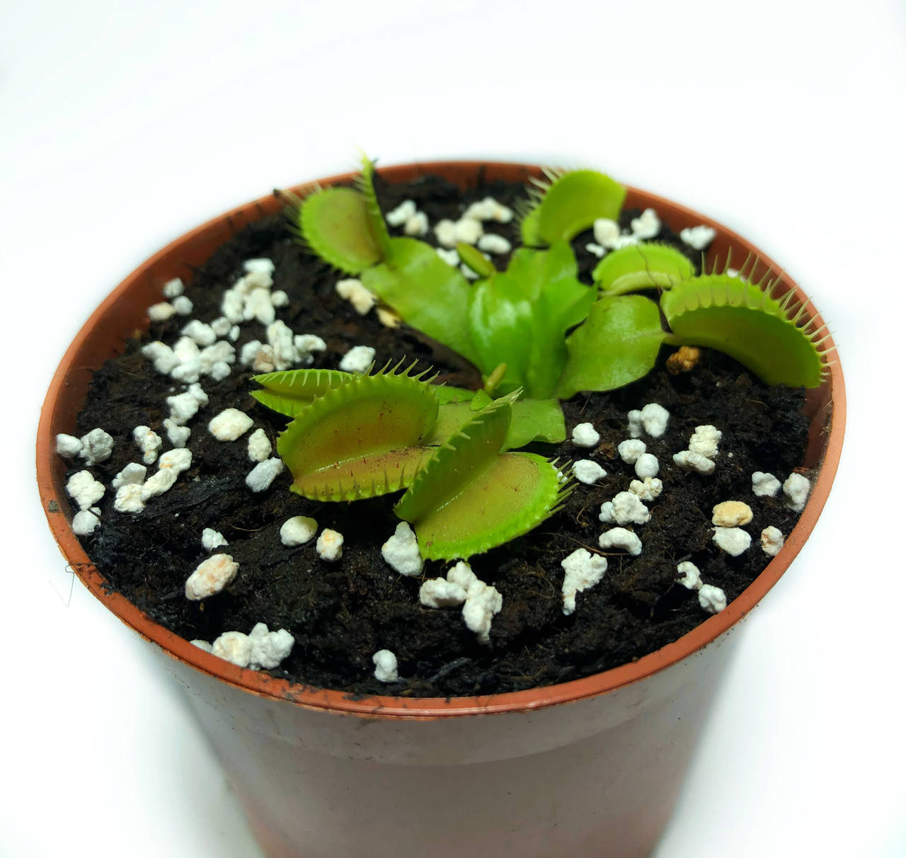 

Растение хищник AlienPlants Венерина Мухоловка Дионея S в горшке (SUN0020CP)