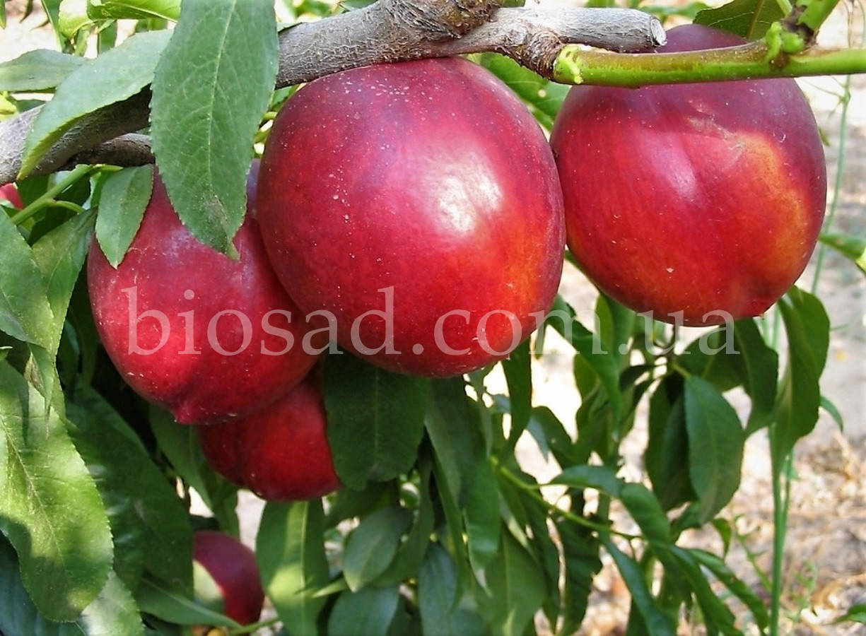 

Нектарин Биг Топ (Big Top ®Zaitabo)