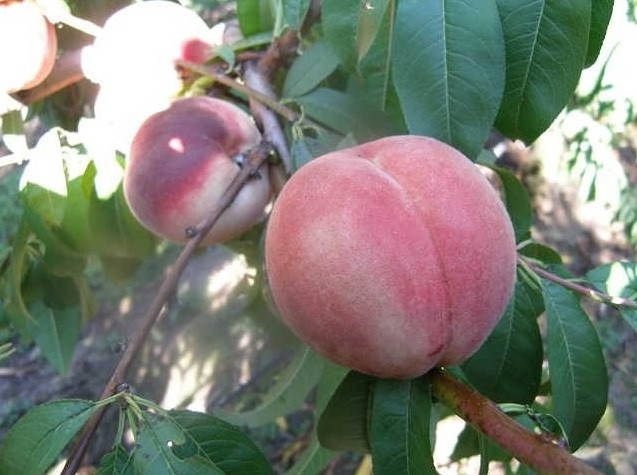 

Саженцы персика КЕВИНА позднего срока созревания