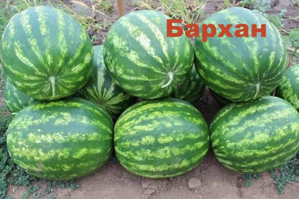 

Арбуз БАРХАН (Нидерланды)