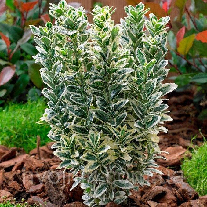 

Бересклет Albomarginatus " Silver King "