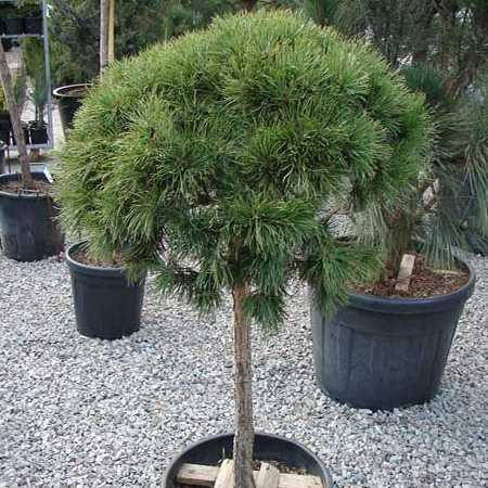 

Сосна гірська Мопс на штамбі / Сосна горная Mops на штамбе / (Pinus mugo Mops)