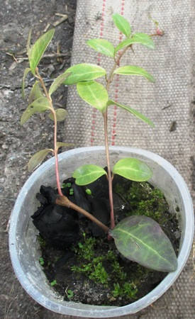 

Барвинок малый ‘Plena’. Vinca minor ‘Plena’. Рассада в контейнерах Д5.