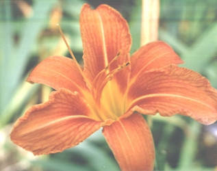 

Лилейник буро желтый высокий. Саженцы в контейнерах Д12.