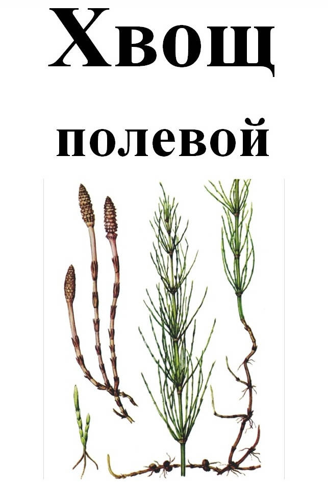 

Хвощ полевой, 30 грамм