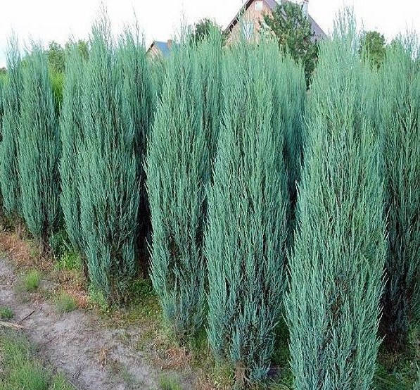 

Можжевельник скальный Blue arrow h 50см 2года